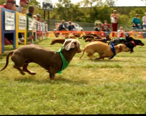 A group of dogs running in the grass.