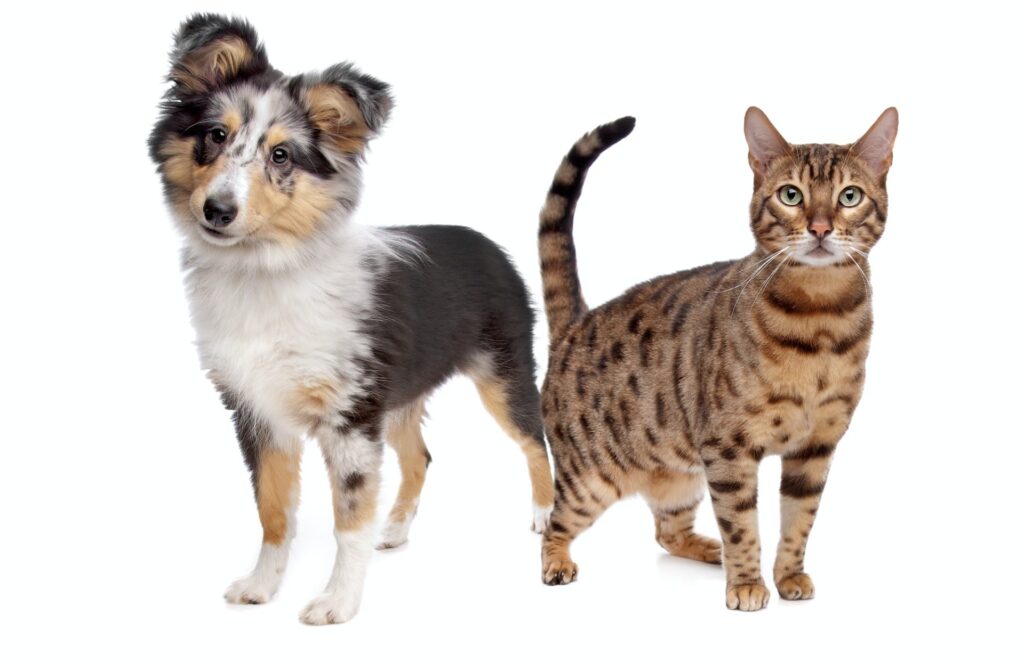 A dog and cat standing next to each other.