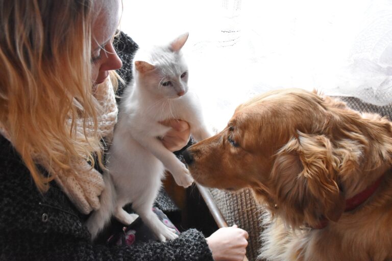 A dog and cat are being petted by two people.