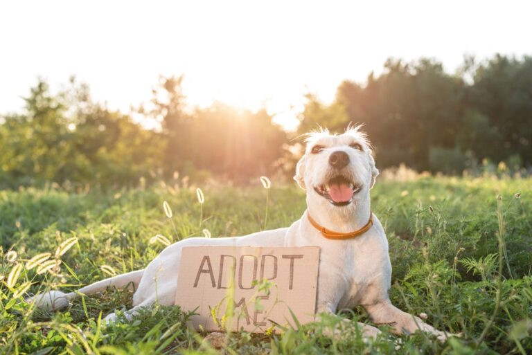 A dog laying in the grass with an adopt me sign.