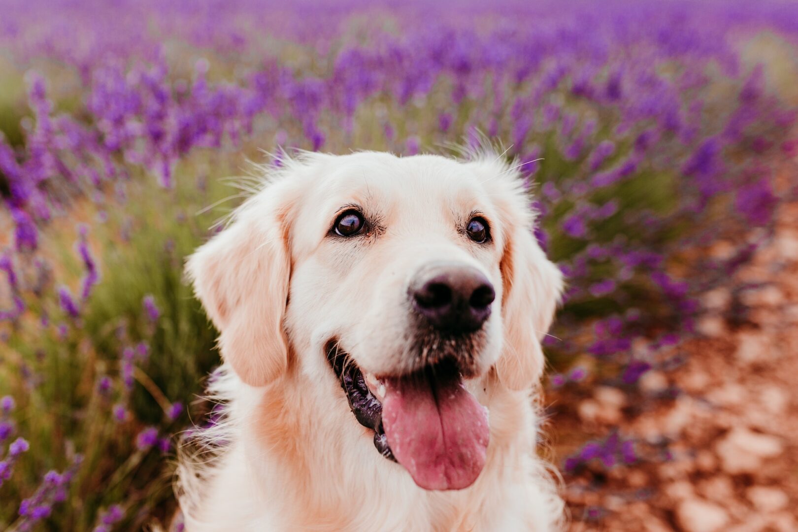 A dog with its tongue hanging out in front of some purple flowers.