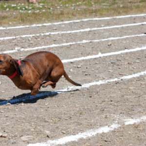 A dog running on the track in an obstacle course.