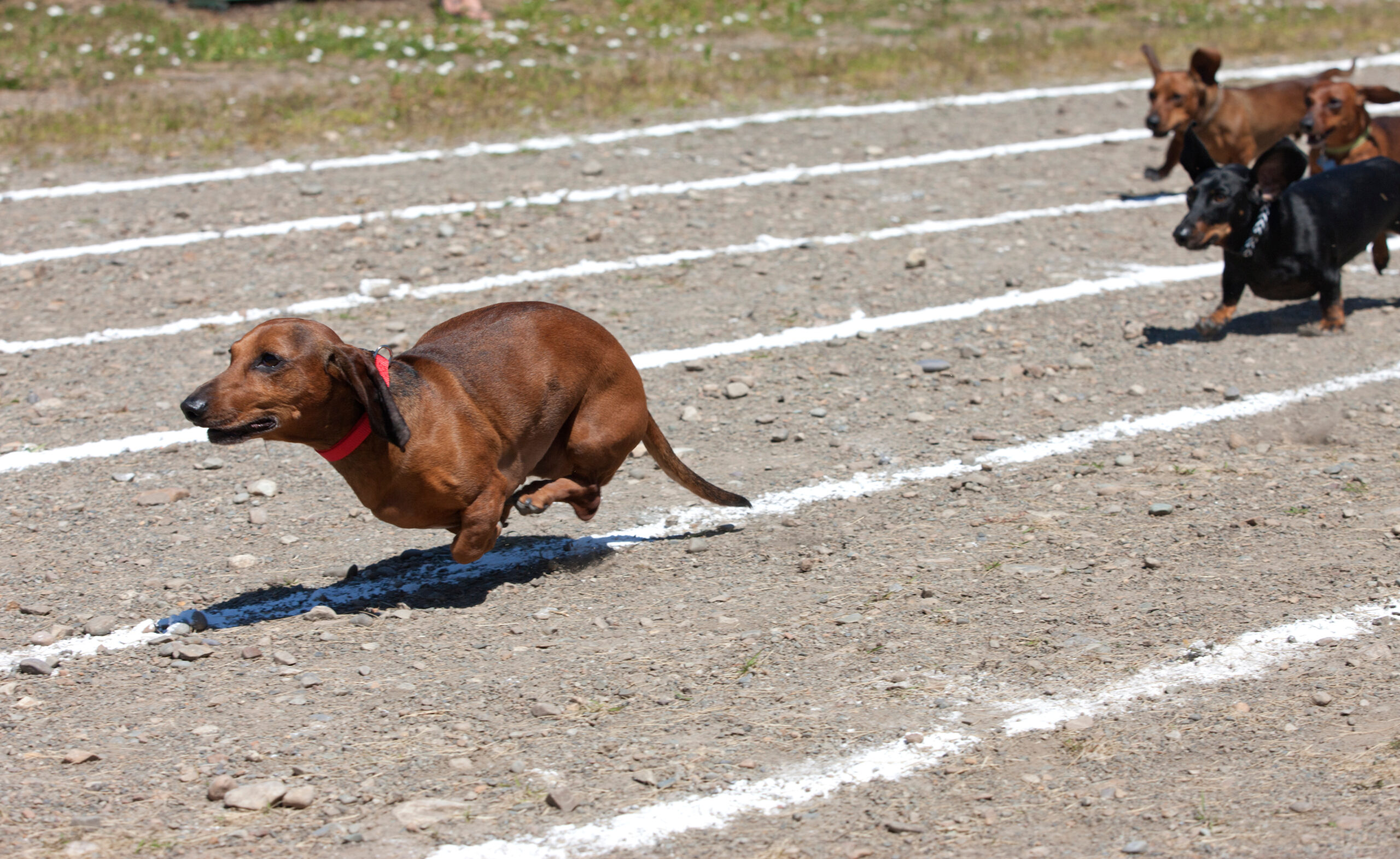 A dog running on the track in an obstacle course.