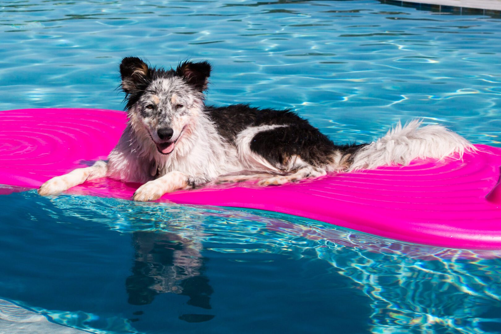 A dog laying on the water in a pool.