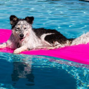 A dog laying on the water in a pool.