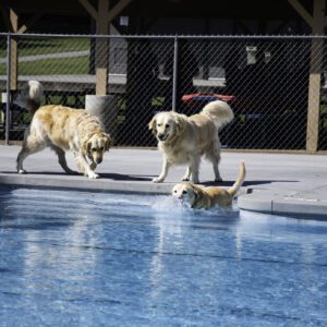 Two dogs playing in a pool of water.