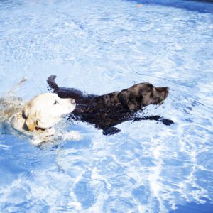 Two dogs playing in the water together.