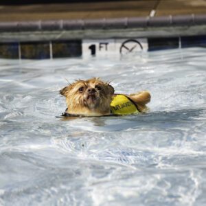 A dog swimming in the pool with a ball.