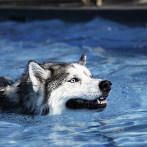 A dog swimming in the water with its mouth open.