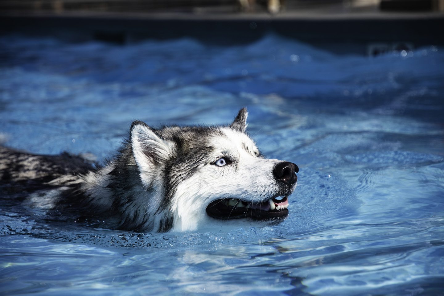 A dog swimming in the water with its mouth open.