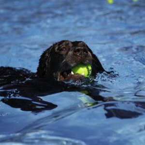 A dog is swimming in the water holding a ball.