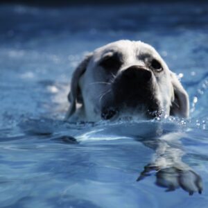 A dog swimming in the water with its head above the surface.