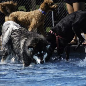 A group of dogs playing in the water.