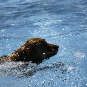 A dog swimming in the water at the beach.