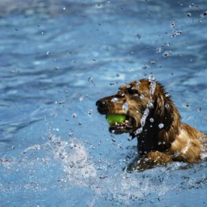 A dog is swimming in the water with a ball.