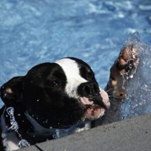 A dog is swimming in the pool