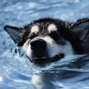 A dog swimming in the water with its head above the surface.