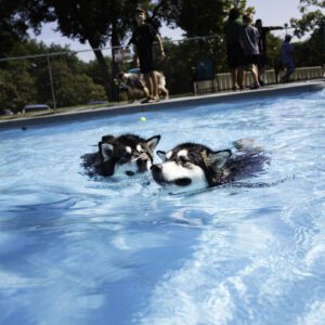 Two dogs swimming in a pool with people watching.