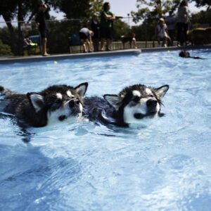 Two dogs swimming in a pool with people watching.