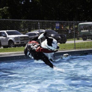 A dog jumping in the air over water.