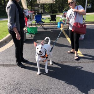 A dog is standing on the street with people.