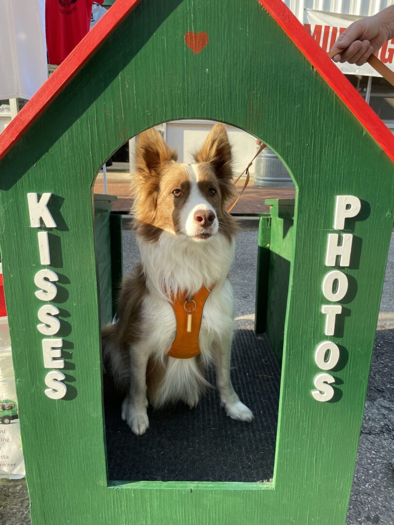 A dog sitting in the door of a house.