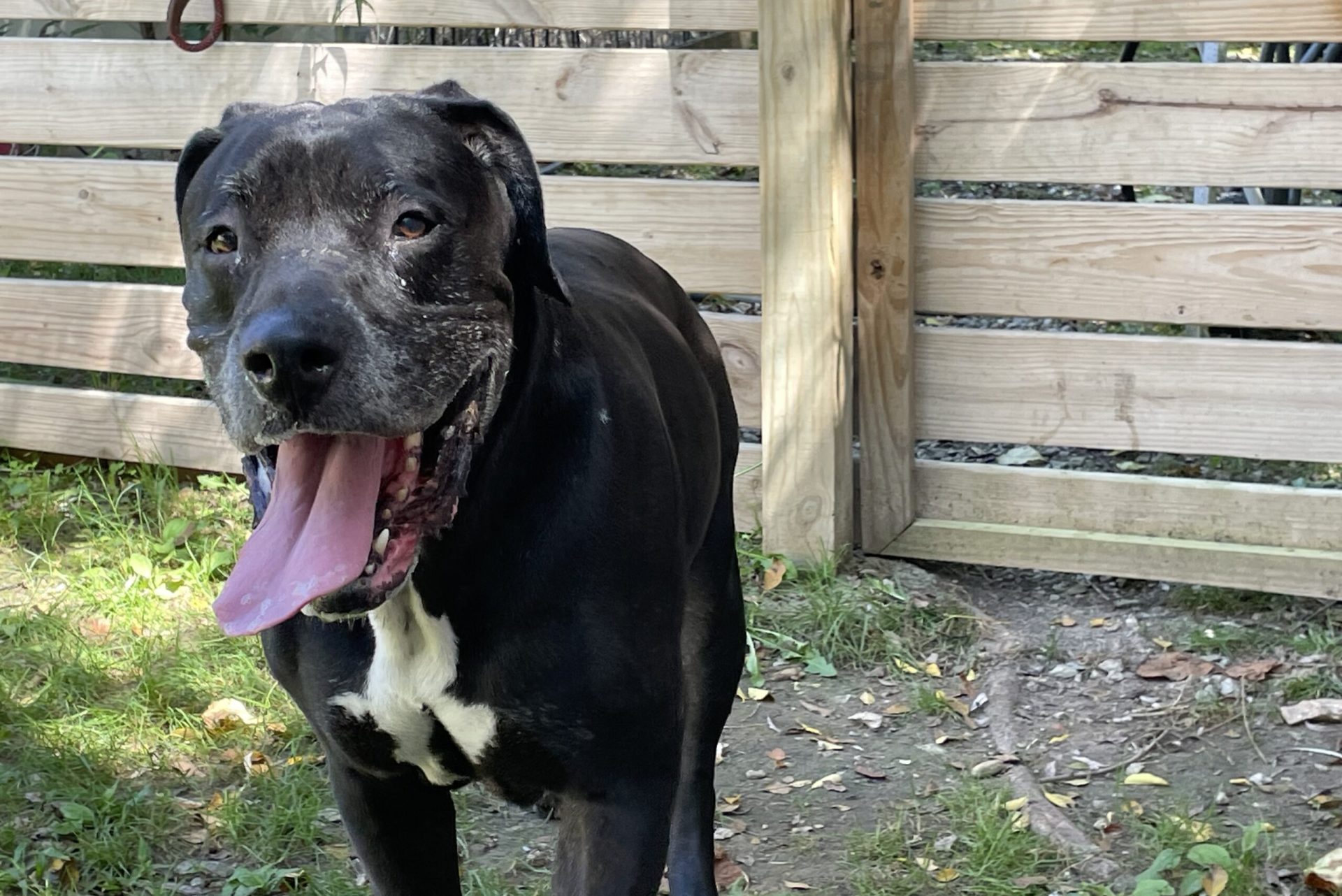 A black dog standing in front of a wooden fence.