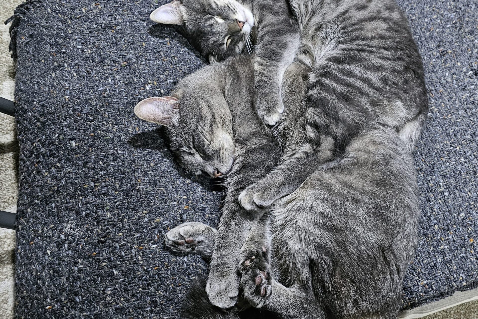 Two cats sleeping on a chair in the middle of the day.